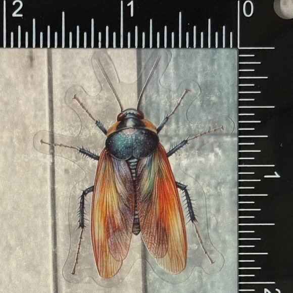 🌀10/$10🌀 Translucent Moth Dragonfly Beetle Reusable Waterproof Sticker Decal - Picture 1 of 1